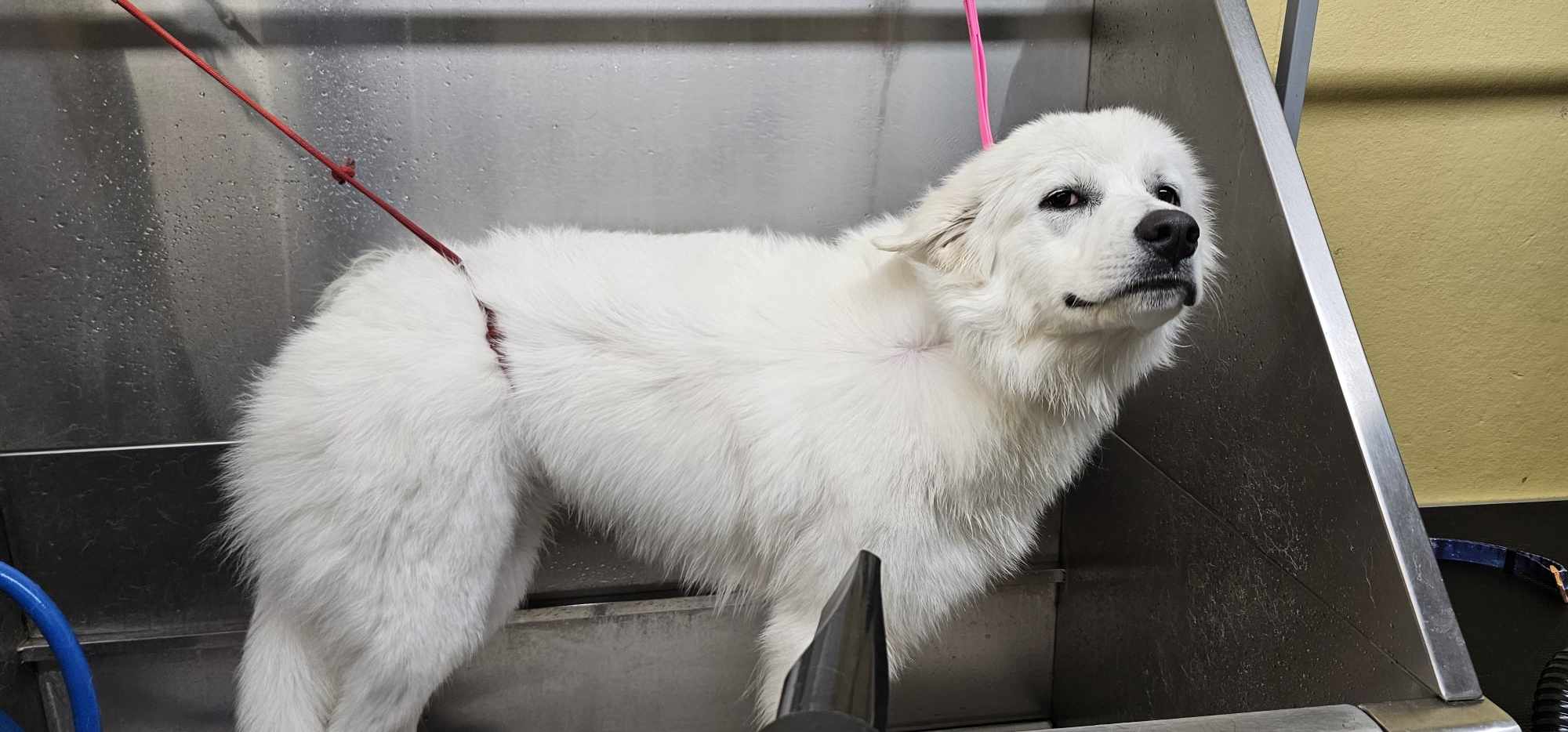 Leadville Dog Self Wash - Mountain Dogs